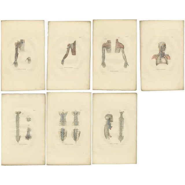 Anatomy Illustrations of Blood Vessels, 1839, Prints, Set of 18 For Sale - Image 4 of 5