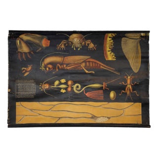 Antique European Mole Cricket Gryllotapla Rollable Wall Chart by Jung Koch Quentell For Sale