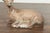 American 1950s Concrete Reclining Deer with Antlers and Weathered Appearance For Sale In Atlanta - Image 6 of 9