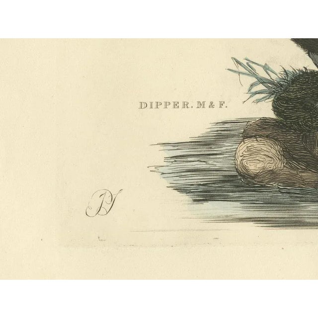 Selby, Aquatic Songbirds Named Dippers, 1826, Hand-Colored Print For Sale - Image 3 of 7