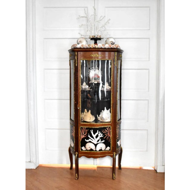 Kunstkabinett of Shells by Susannah Carson For Sale - Image 9 of 13