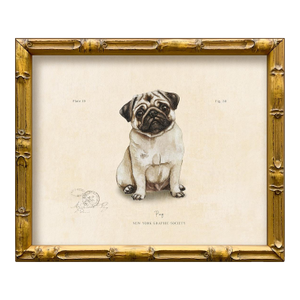 Reproduction Art Print of Vintage "World of Dogs" Illustration (Pug), Framed