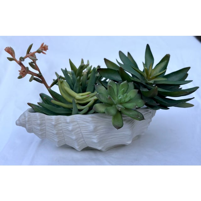 Ceramic Trompe-L’oeil Porcelain White Conch Shell Bowl/Planter. For Sale - Image 7 of 9