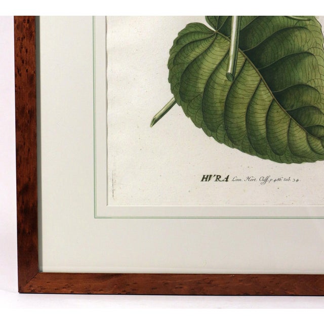 18th-Century Exotic Botanical Prints From Plantae Selectae by Georg Ehret For Sale - Image 10 of 18