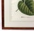 18th-Century Exotic Botanical Prints From Plantae Selectae by Georg Ehret For Sale - Image 10 of 18