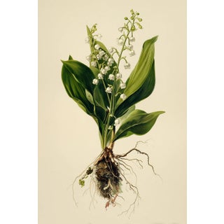 6" X 9" 'Convallaria Majalis' or 'Lily of the Valley' - Botanical Herbarium Watercolor & Pencil Flower Print For Sale
