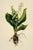 8" X 12" 'Convallaria Majalis' or 'Lily of the Valley' - Botanical Herbarium Watercolor & Pencil Flower Print For Sale