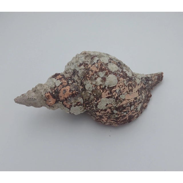 Shell Vintage Horse Conch Shell From the Sea of Cortez – Circa 1970 For Sale - Image 7 of 12