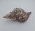 Shell Vintage Horse Conch Shell From the Sea of Cortez – Circa 1970 For Sale - Image 7 of 12