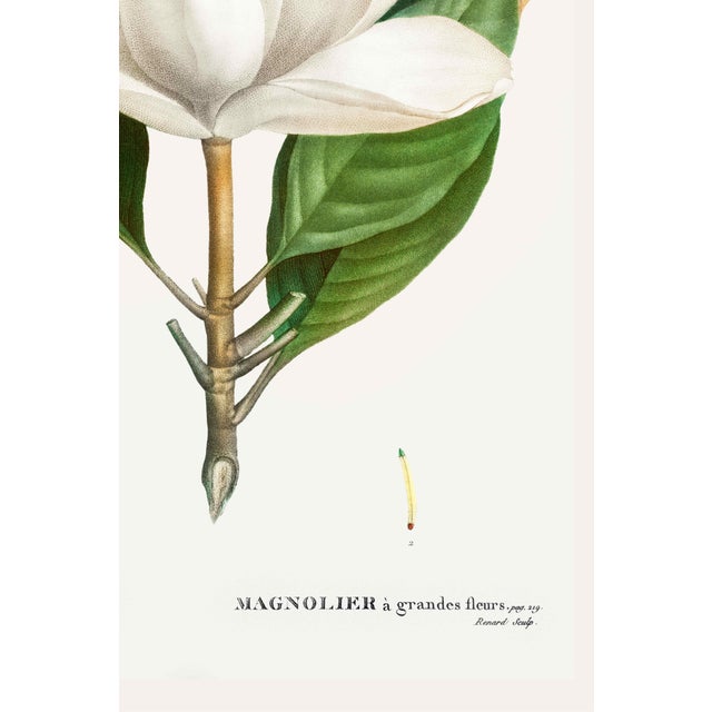 Not Yet Made - Made To Order Southern Magnolia, Redouté Botanical Print, 40" X 60" For Sale - Image 5 of 9