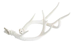 Natural Deer Antler Specimens, Set 2