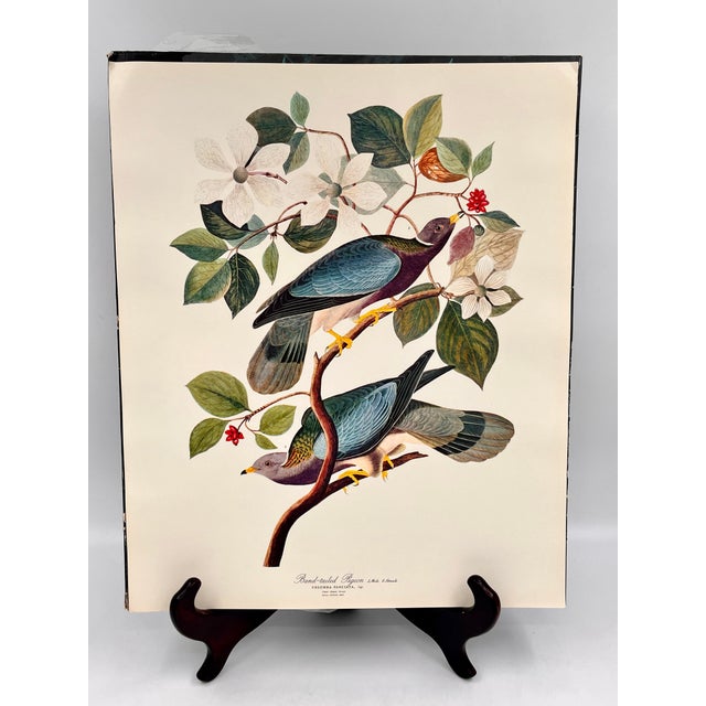 1964 Audubon Folio Lithograph Great Bird Paintings – “Band Tailed Pigeon” 17x14 For Sale - Image 10 of 10