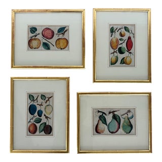 Antique German Hand Colored Botanical (Fruit) Engravings in Gilt Frames, Set of 4 For Sale