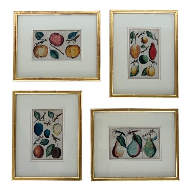 Antique German Hand Colored Botanical (Fruit) Engravings in Gilt Frames, Set of 4 For Sale