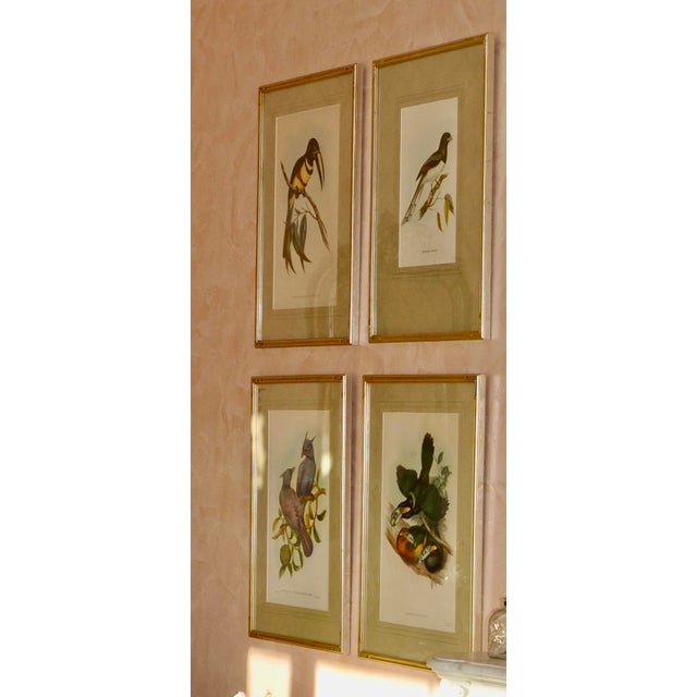 Original Mid-19th-Century John Gould “Pteroglossus Poecilosternus” Hand-Colored Toucan Lithograph For Sale - Image 9 of 9
