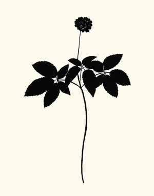 Ginger Plant, Giclée Print by Philippa Katz