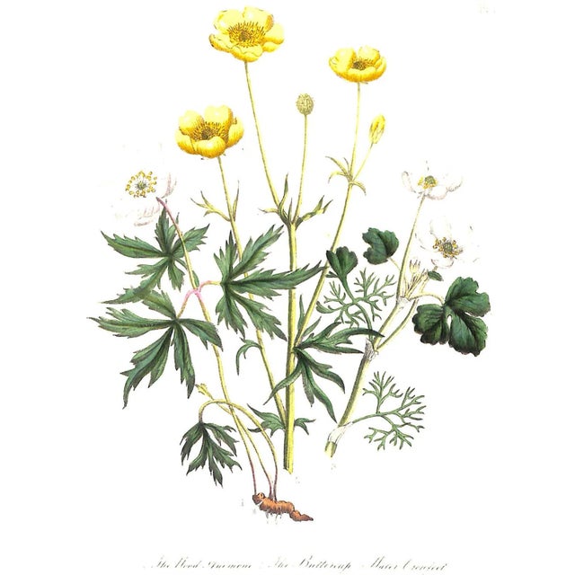 White "British Wild Flowers" 1846 Mrs. Loudon For Sale - Image 8 of 12