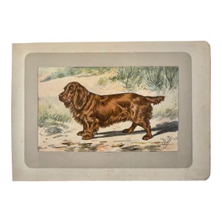 1907 French Photogravure Print of “Le Sussex Spaniel” - For Sale