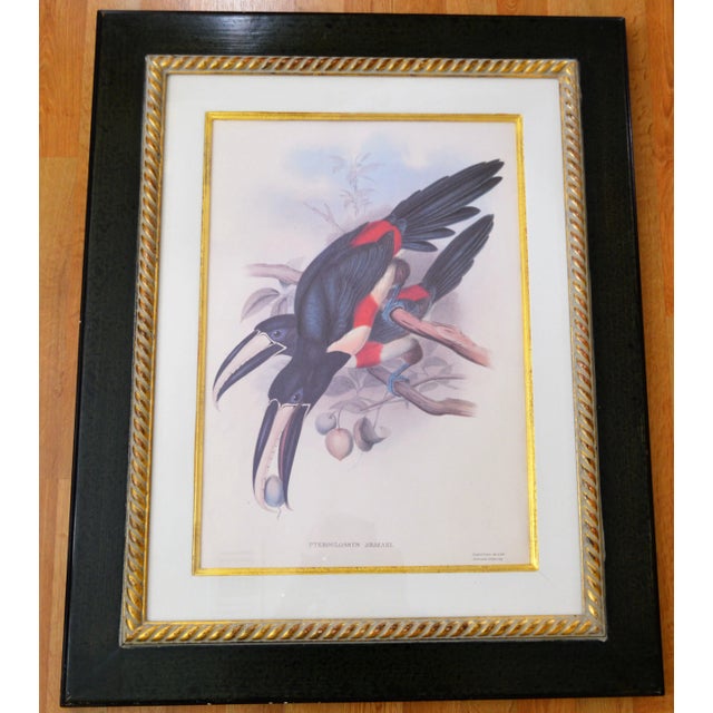 Antique Pteroglossus Aracari Lithograph After Gould and Richter, Framed For Sale - Image 4 of 4