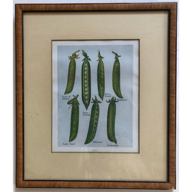 Illustration Framed Vegetable Prints - a Pair For Sale - Image 3 of 9