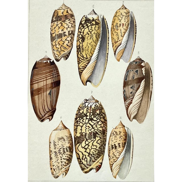 Rare Antique Hand Colored Print of Olive Sea Shells by F. H. Martini Circa 1850 For Sale - Image 4 of 7