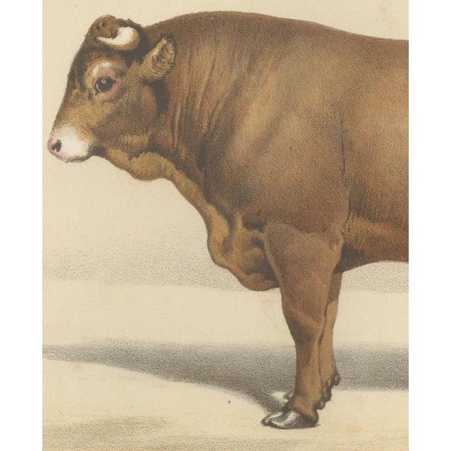 19th Century Borie, Limousin Bull, French Cattle Breed, 1863, Chromolithograph For Sale - Image 5 of 9