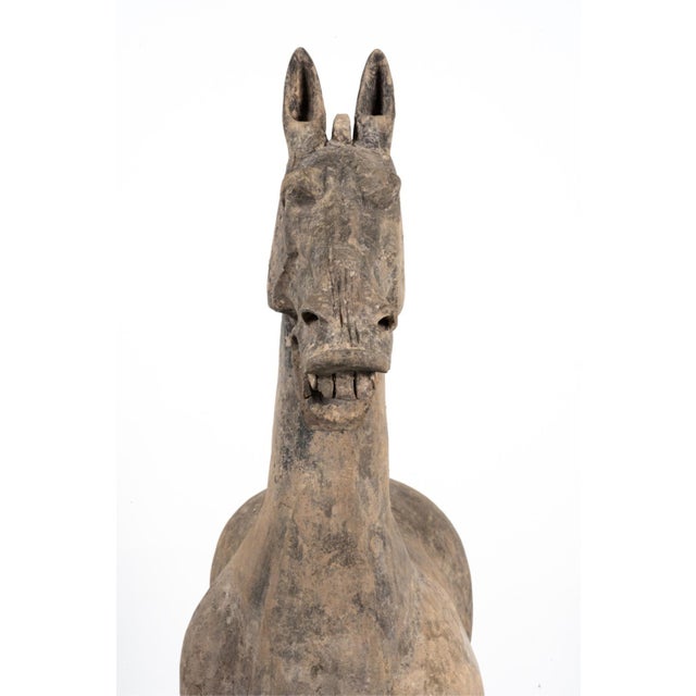 15th Century & Earlier Ancient Chinese Han Dynasty Monumental Mingqi Horse Terracotta Sculpture For Sale - Image 5 of 12