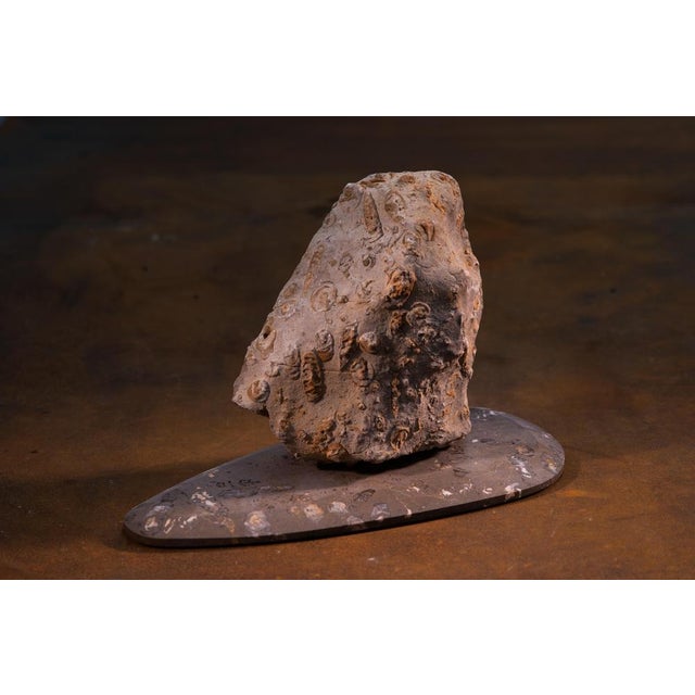 Rock Large Sculpture in Jurassic Natural Rock by Nerinea For Sale - Image 4 of 11