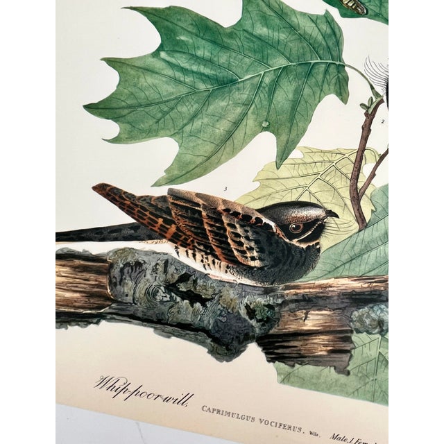 American 1964 Audubon Folio Lithograph Great Bird Paintings – “Whippoorwill” 17x14 For Sale - Image 3 of 7