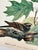 American 1964 Audubon Folio Lithograph Great Bird Paintings – “Whippoorwill” 17x14 For Sale - Image 3 of 7
