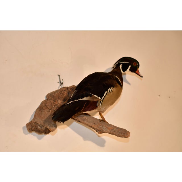 Wall Mount of a Wood Duck on Wood, Circa 1970 For Sale - Image 4 of 6