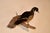 Wall Mount of a Wood Duck on Wood, Circa 1970 For Sale - Image 4 of 6