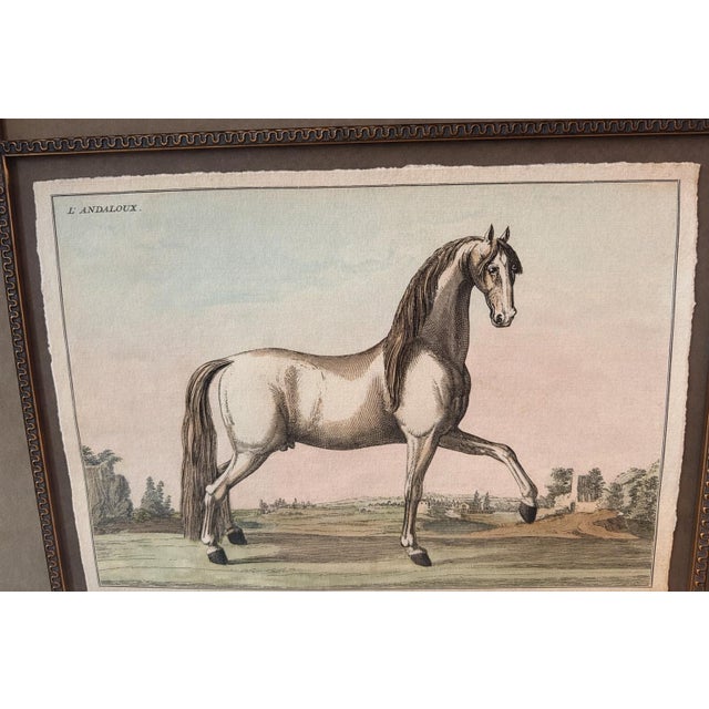 French 1980s Monumental French Equestrian Style Engravings in Deep Antiqued Gilt Frames – Pair For Sale - Image 3 of 7