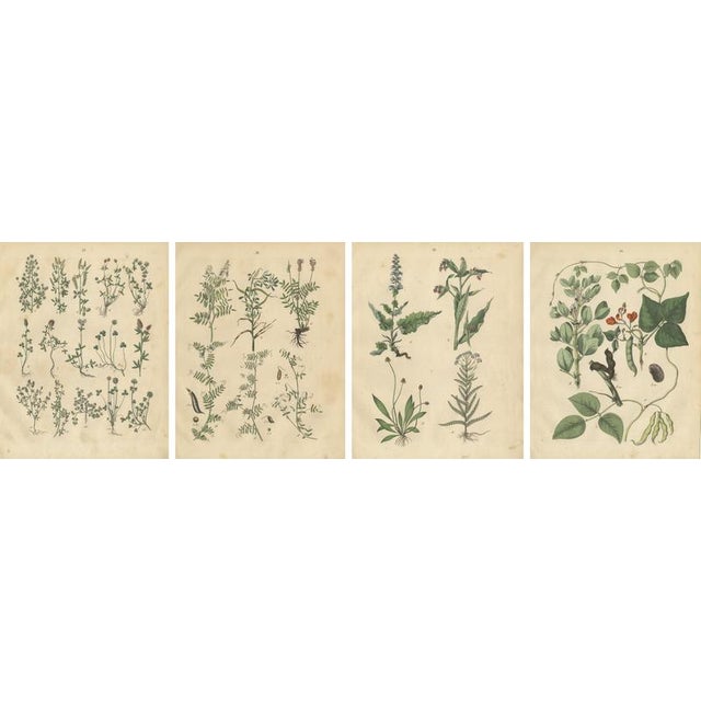 Calwer, Meadow and Fodder Plant Botanical Studies, 1852, Prints, Set of 4 For Sale - Image 6 of 10