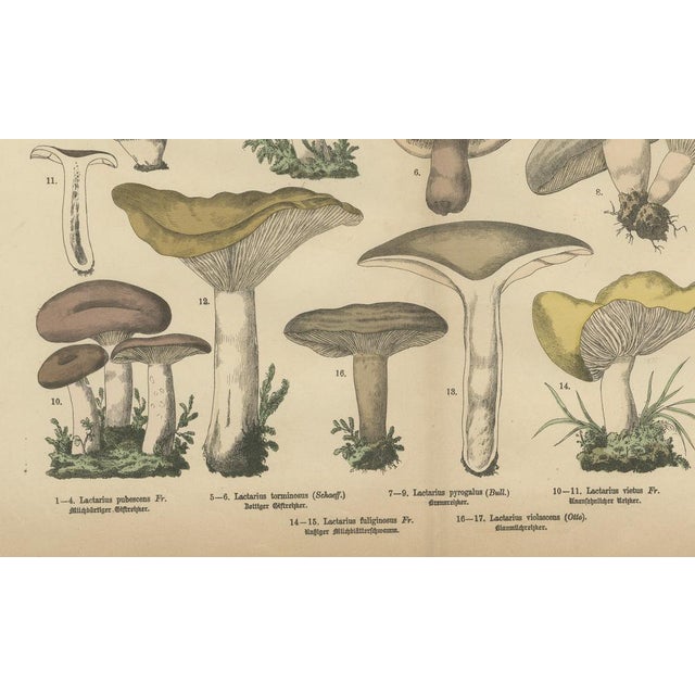 Dr. Wilhelm Fünfstück, Antique Fungi Lactarius Mushrooms Lithograph, 1885 For Sale - Image 4 of 10