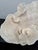 Coastal Large Specimen White Cup Coral For Sale - Image 3 of 11