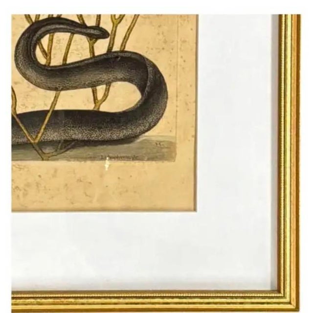 18th Century Mark Catesby Engraving, "Black Murrey" Moray Eel, Framed For Sale - Image 5 of 9