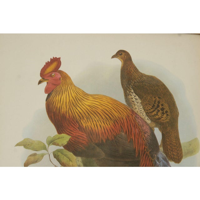 Vintage Ornithological Print, 'Gallus Lafayettii' For Sale - Image 9 of 12