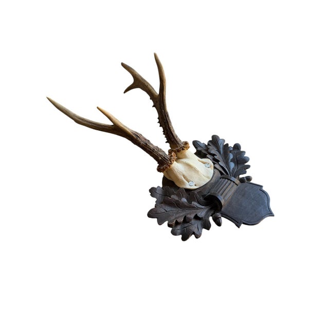 Roe deer trophy on a wood plaque with acorns and oak leaves.
