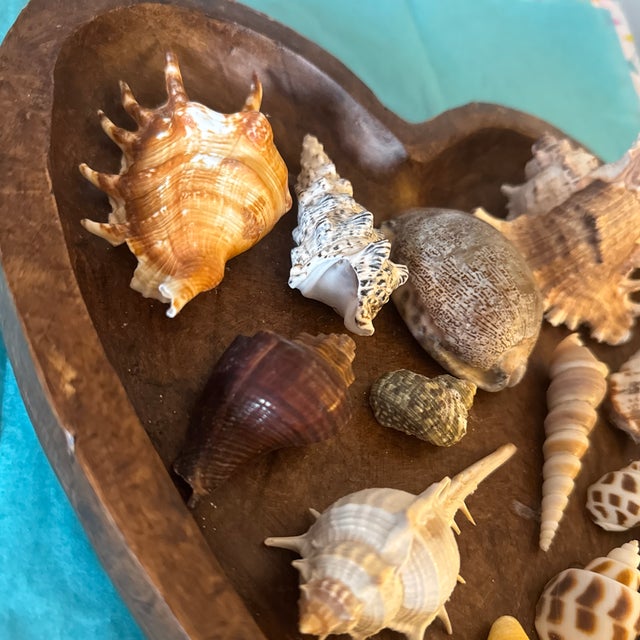 2010s Mid-Century Modern Hand-Carved Heart Wooden Catchall Bowl With Curated Seashell Specimen Collection For Sale - Image 5 of 9