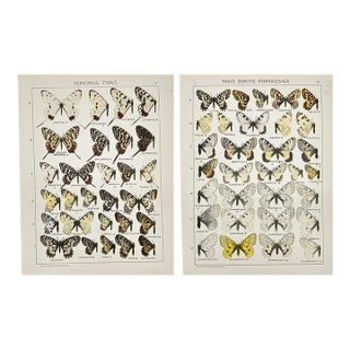 1910s Adalbert Seitz Butterfly Prints – Sericinus - Thais & Thais - Doritis - Parnassius (C. 1909–1915), Set of 2 For Sale