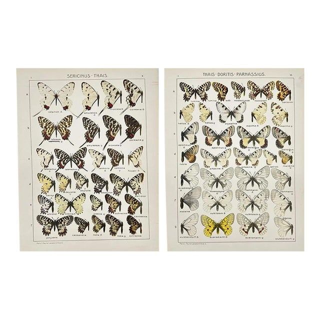1910s Adalbert Seitz Butterfly Prints – Sericinus - Thais & Thais - Doritis - Parnassius (C. 1909–1915), Set of 2 For Sale