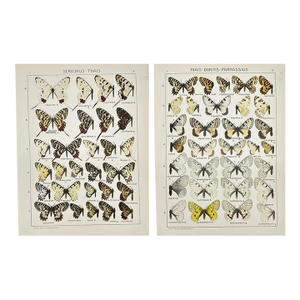 1910s Adalbert Seitz Butterfly Prints – Sericinus - Thais & Thais - Doritis - Parnassius (C. 1909–1915), Set of 2