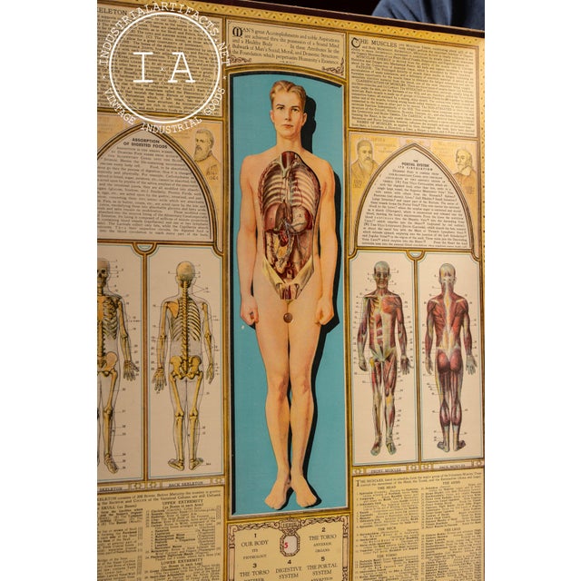Vintage “Bodyscope” Rotating Anatomical Chart by Ralph H. Segal For Sale In Chicago - Image 6 of 11