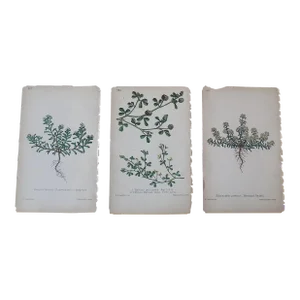 Antique 19th Century Hand Colored Botanical Lithographs - Set of 3