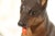 Ceramic 1940s German Shepherd Earthenware Figurine, Portuguese For Sale - Image 7 of 13