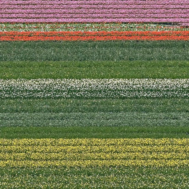 Contemporary "AV_Tulip_Fileds_014" Contemporary Limited Edition Fine Art Photograph Print by Bernhard Lang For Sale - Image 3 of 10