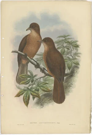 Gould, White-Billed Wood-Shrike of Papua, 1880, Paper