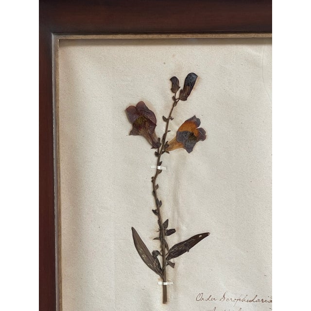 Handsome late 19th Century Antique Swedish Herbarium - Snapdragon in a new wood frame with champagne gilt and handwritten...