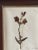 Handsome late 19th Century Antique Swedish Herbarium - Snapdragon in a new wood frame with champagne gilt and handwritten...